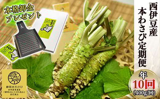 【選べる内容量!わさびの定期便】世界農業遺産認定の本わさび(400g)を年10回お届け! わさび丼 採れたて 新鮮 冷蔵 西伊豆 伊豆 ギフト