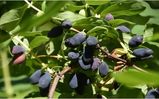どこか農場のハスカップ（農薬：栽培期間中不使用）