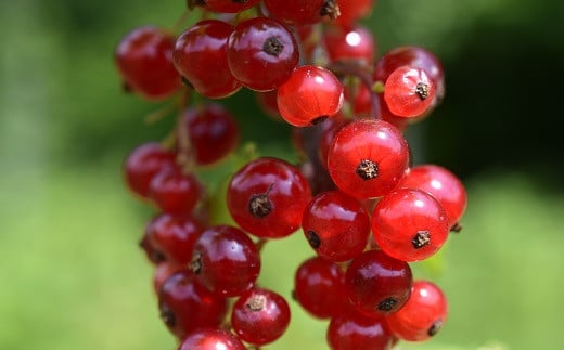 どこか農場のカリンズ(グロゼイユ)(農薬:栽培期間中不使用)