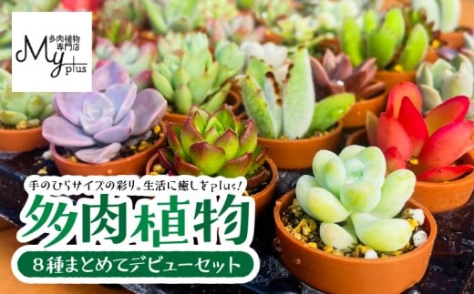 多肉植物デビューセット KN169-001