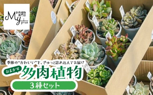 おまかせ多肉植物アソート【3種】 KN169-002-01