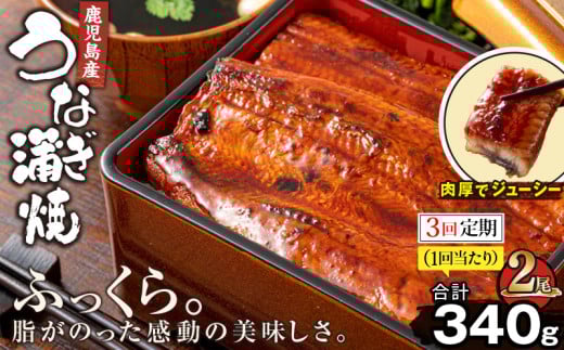 1881-3 [3回定期]鹿児島産うなぎ170g×2尾 合計340g KN021-T02