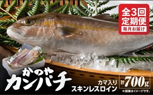 2154 【全3回定期便/毎月お届け】かのやカンパチ スキンレスロイン(カマ入) 計700g KN001-T02