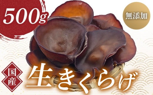 群馬県産 生きくらげ (こたちゃんきくらげ) 500g 無添加 無農薬 国産