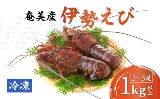 伊勢えび 約1kg以上(2尾~3尾) A050-002