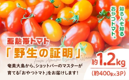 【2026年先行予約】亜熱帯トマト「野生の証明」約1.2kg(約400g×3P) A021-002