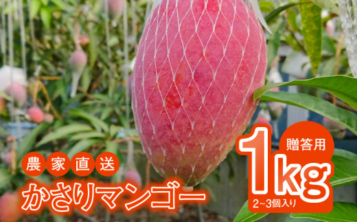 【2026年先行予約】【奄美産】かさりマンゴー贈答用1kg A072-004