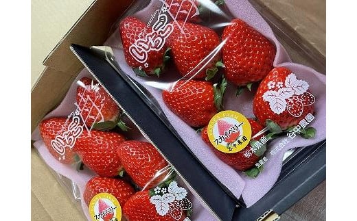 【2025年12月下旬～発送】「口いっぱいに溢れる甘い果汁 谷中農園の スカイベリー 」いちご【約280g×2パック】| 果物 フルーツ いちご 栃木 ブランド 栃木県【フルーツ 果物 くだもの 食品 人気 おすすめ 】