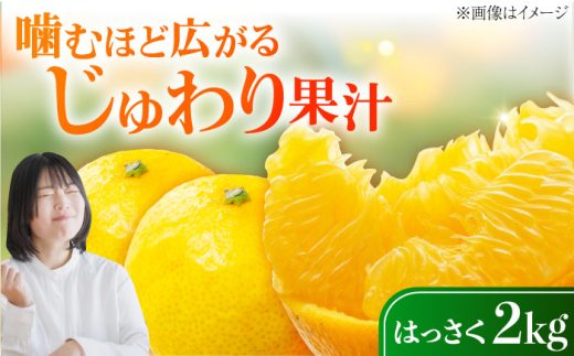 八朔 2kg 小玉 江田島市産 ハッサク はっさく 広島 柑橘類 家庭用 果物 フルーツ ふるーつ みかん 蜜柑 柑橘 ミカン ギフト 贈り物 ビタミン 美容 健康 オレンジ 果肉 果物 お取り寄せ ギフト 果物 蜜柑 柑橘 ミカン ギフト 贈り物 お取り寄せ ギフト リピート ギフト プレゼント 贈答 人気 高品質 好評 広島県産 ハルテラス農園/江田島市 [XCX001]