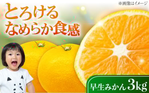 早生みかん 3kg 小玉 わせみかん わせ 江田島産 広島 果物 フルーツ ふるーつ みかん 蜜柑 柑橘 ミカン ギフト 贈り物 ビタミン 美容 健康 オレンジ 果肉 果物 お取り寄せ ギフト 果物 蜜柑 柑橘 ミカン ギフト 贈り物 お取り寄せ ギフト リピート ギフト プレゼント 贈答 人気 高品質 好評 広島県産 江田島市/ハルテラス農園 [XCX003]