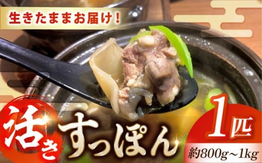 【最高級食材】生きたまま届く 国産 江田島 すっぽん 【活き】 1匹 すっぽん すっぽん鍋 スッポン コラーゲン セット 珍味 海鮮 魚介類 冷蔵 鍋 なべ 唐揚げ スープ 料理 簡単 和食 美容 健康 食材 高級 天然 安心 安全 グルメ リピート ギフト 人気 高品質 好評 広島県産 江田島市/平井興産株式会社 [XAC003]