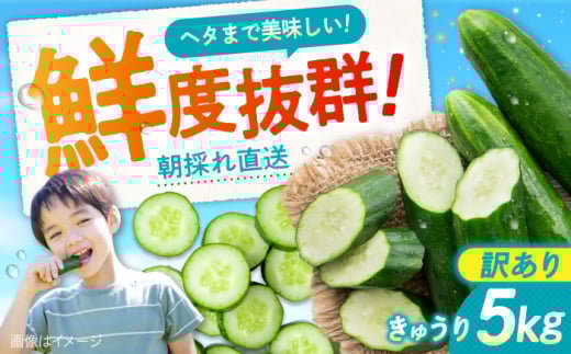 【訳あり】鮮度バツグン！広島県江田島市産きゅうり 5kg×1箱 Lサイズ 胡瓜 野菜 やさい きゅうり 胡瓜 キュウリ セット 新鮮 冷蔵 大容量 旬 詰め合わせ サラダ 漬物 漬け物 ギフト 広島県産 人気 送料無料 江田島市/ひろしま農業協同組合江田島アグリセンター [XCA002]