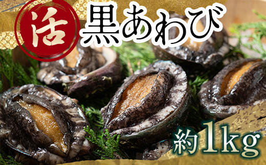中泊直送 天然 ”活” 黒あわび 約1kg 【卓立水産】貝 海鮮 津軽海峡 活鮑 活あわび 活アワビ 黒鮑 黒アワビ アワビ 鮑 天然 産地直送 海産 魚貝 魚介 中泊町 青森 F6N-026