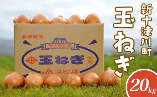 先行受付 玉ねぎ Lサイズ 20kg | オンライン 申請 ふるさと納税 北海道 新十津川 北海道産 たまねぎ タマネギ 玉葱 L 大容量 箱 新鮮 甘い 高品質 野菜 やさい サラダ 新十津川町【1200201】