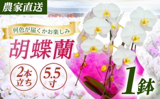 【2本立ち5.5寸】生産農家直送！ 胡蝶蘭 1鉢【足柄金太郎洋蘭園】開成町 洋蘭 蘭 お花 生花 鉢花 鉢 [BDAB006]
