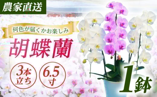 【3本立ち6.5寸】生産農家直送！ 胡蝶蘭 1鉢【足柄金太郎洋蘭園】開成町 洋蘭 蘭 お花 生花 鉢花 鉢 [BDAB008]