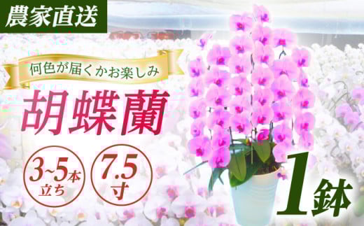 【3〜5本立ち7.5寸】生産農家直送！ 胡蝶蘭 1鉢【足柄金太郎洋蘭園】開成町 洋蘭 蘭 お花 生花 鉢花 鉢 [BDAB010]