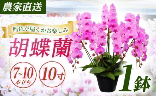 【7〜10本立ち10寸】生産農家直送！ 胡蝶蘭 1鉢【足柄金太郎洋蘭園】開成町 洋蘭 蘭 お花 生花 鉢花 鉢 [BDAB015]