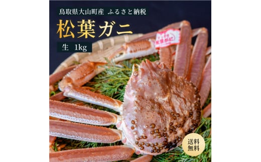 OM-26 ブランドタグ付生松葉ガニ(特大約1kg)【11月下旬以降発送】