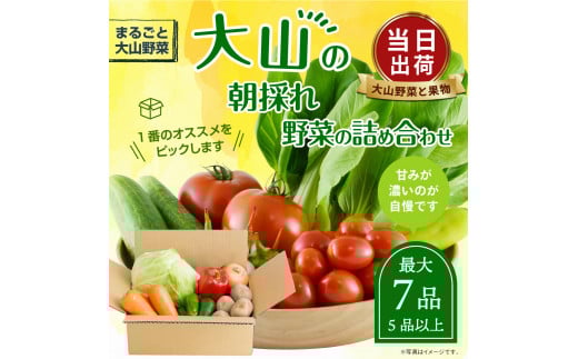 MS-01 新鮮朝採れ野菜 お手ごろセット