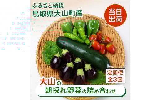 MS-03 新鮮朝採れ野菜 お手頃セット頒布会 (計3回)