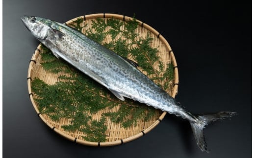 OM-04 獲れたて鮮魚 サワラ約2kg(1匹)
