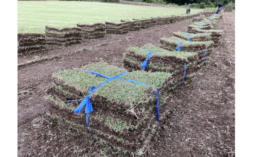 YG-02 寒さに強い日本芝「野芝」10平方メートル分(11月以降発送)