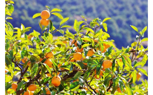 （３）産業の振興に関する事業