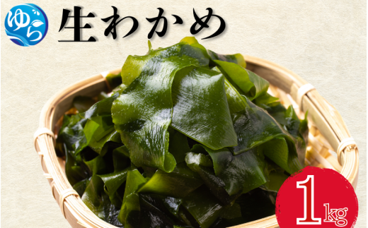 ＼レビューキャンペーン中/ 生わかめ 1kg[来シーズン先行予約]※2026年2月上旬頃〜順次発送予定 / 食品 海の幸 海鮮 カイセン 海鮮類 ワカメ 生ワカメ 酢の物 サラダ 簡単調理 お味噌汁 和歌山県 由良町 [skmn028]