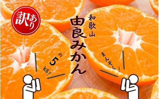 和歌山由良みかん 約5kg 訳あり キズ 御家庭用 サイズ混合[sml914] ※2025年11月下旬〜2026年1月中旬頃に順次発送予定
