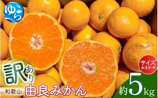 和歌山由良みかん 約5kg 訳あり キズ 御家庭用 サイズ混合 ※2025年11月下旬~2026年1月中旬頃に順次発送予定【sml914】
