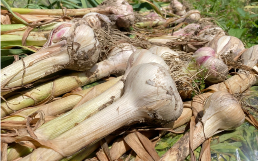 にんにく 秀品　由良の生にんにく 1kg / ニンニク 生ニンニク ガーリック ※2026年4月下旬より順次発送【ksnw004】
