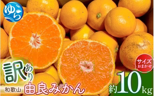 和歌山由良みかん 約10kg 訳あり キズ 御家庭用 サイズ混合 (2L~2S)  ※2025年11月下旬~2026年1月中旬頃発送予定【sml112A】