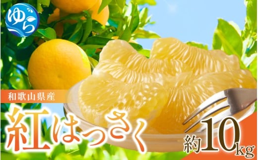 【来シーズン先行予約】和歌山県産 紅 はっさく 不揃い 約10kg  サイズおまかせ【2026年2月中旬~順次発送予定】※北海道・沖縄・離島配送不可 / 晩柑 コク ほろ苦い ビタミン 八朔 ハッサク 柑橘 由良町 柑橘 果物 フルーツ くだもの 産地直送 和歌山【eiw009】