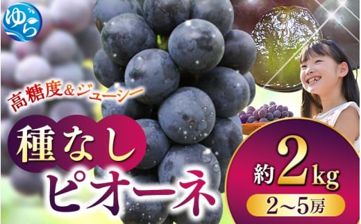 【2026年先行予約】和歌山かつらぎ町産たねなしピオーネ 約2kg ※2026年8月中旬頃より順次発送 / ピオーネ ぶどう 葡萄 和歌山 由良 旬 甘い 種なし 高級 大粒【tec500B】