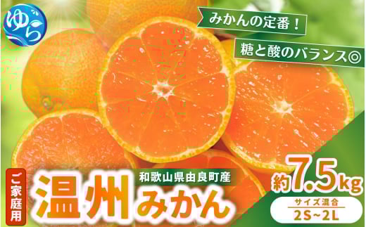 【先行予約】家庭用 温州みかん 7.5kg ※2025年11月中旬頃~2025年12月中旬頃に順次発送  / 農家直送 くだもの  果実  柑橘 果物 フルーツ 国産 和歌山県 由良町 ご家庭用 人気 おすすめ【nktn004】