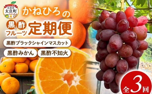 かねひろの黒酢フルーツ定期便 3回コース みかん 果物 旬 柑橘 甘い 新鮮 定期便 フルーツ 果物旬 黒酢みかん シャインマスカット 不知火 黒酢フルーツ 佐賀県 太良町 QN6