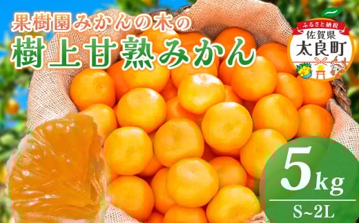 N-22 果樹園みかんの木の樹上甘熟みかん 5kg みかん ミカン 蜜柑 温州みかん 完熟みかん 甘熟 国産 佐賀県産 太良町 こだわり 贈答品 産地直送 詰め合わせ