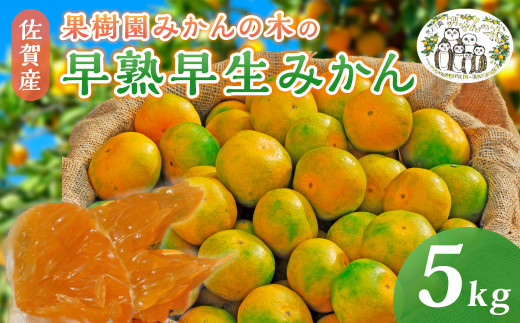 【極早生】L-8 果樹園みかんの木 果樹園みかんの木の早熟早生みかん５㎏みかん ミカン 蜜柑 温州みかん 完熟みかん 甘熟 柑橘 極早生 早生 有機栽培 国産 佐賀県産 太良町 こだわり 贈答品 産地直送 詰め合わせ