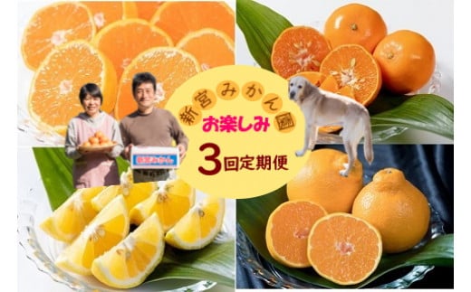 Q-51 新宮みかん園のお楽しみ定期便　３回コースみかんミカン蜜柑温州みかんふるさと納税有明海定期便柑橘甘い果物フルーツ新宮みかん園佐賀県太良町Q51［Q51］