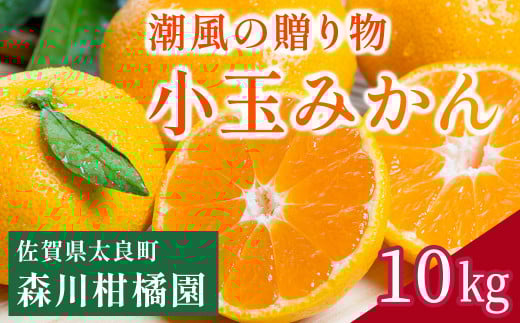 NB-27 潮風の贈り物 みかん（小玉）10kg　みかん ミカン 蜜柑 たらみかん 太良みかん 温州みかん 紅みかん 完熟みかん 甘熟 柑橘 国産 佐賀県産 太良町 こだわり 有機栽培 産地直送 贈答品 詰め合わせ 極甘 小玉
