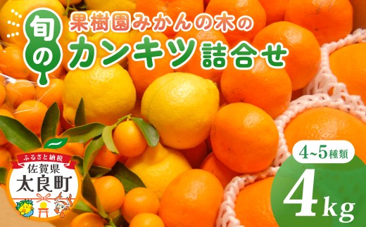 M103 果樹園みかんの木の旬のカンキツ詰合せ　約4kg 4～5種類 みかん 詰め合わせ 柑橘類 柑橘 いよかん ポンカン みかん フルーツ くだもの 果物 佐賀県 太良町