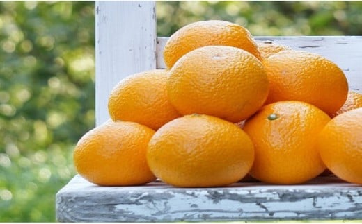 【令和8年2月中旬頃～発送】L-27 早津みかん園のスイートスプリング　３kg