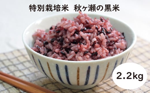 [数量限定]特別栽培米10%増量中!秋ヶ瀬の黒米2.2kg(1.1kg×2袋)