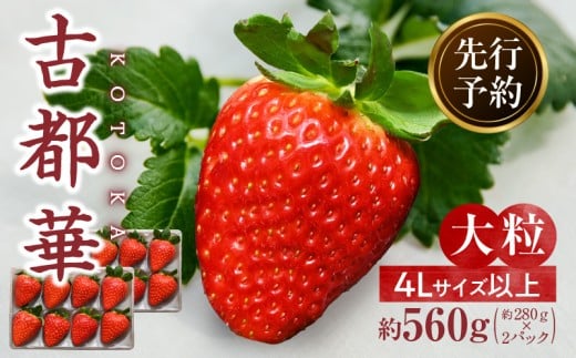 【2026年1月発送】高級いちご「古都華」4Lサイズ以上2パック 先行予約 ことか 甘い 糖度 濃い 濃厚 果汁 香り 朝摘み いちご イチゴ 苺 フルーツ 果物 くだもの ご褒美 ごほうび 贈答 贈り物 ギフト プレゼント 冷蔵 奈良県 生駒市 送料無料