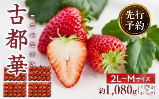 【2026年4月~5月発送】高級いちご「古都華」4パック(小さいサイズ)  先行予約 ことか 甘い 糖度 濃い 濃厚 果汁 香り 朝摘み いちご イチゴ 苺 フルーツ 果物 くだもの ご褒美 ごほうび 贈答 贈り物 ギフト プレゼント 冷蔵 奈良県 生駒市 送料無料