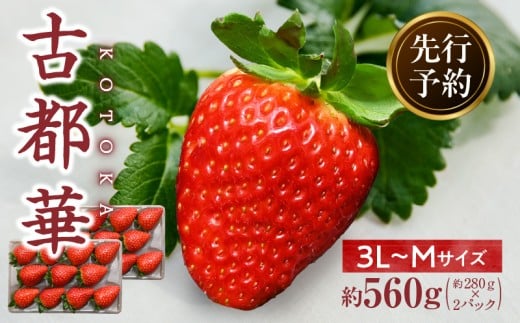 【2026年2月~3月発送】高級いちご「古都華」3L~Mサイズ2パック 先行予約 ことか 甘い 糖度 濃い 濃厚 果汁 香り 朝摘み いちご イチゴ 苺 フルーツ 果物 くだもの ご褒美 ごほうび 贈答 贈り物 ギフト プレゼント 冷蔵 奈良県 生駒市 送料無料