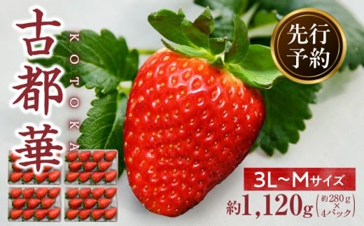 【2026年2月~3月発送】高級いちご「古都華」3L~Mサイズ4パック 先行予約 ことか 甘い 糖度 濃い 濃厚 果汁 香り 朝摘み いちご イチゴ 苺 フルーツ 果物 くだもの ご褒美 ごほうび 贈答 贈り物 ギフト プレゼント 冷蔵 奈良県 生駒市 送料無料