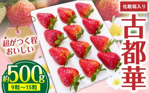 【2026年1月~3月上旬発送】「古都華」化粧箱入りいちご 甘みと酸味のバランスが抜群 古都華 いちご 1パック 9~15粒 化粧箱 生駒いちご園 果物 フルーツ デザート 贈り物 お取り寄せ お取り寄せフルーツ 奈良県 生駒市 送料無料