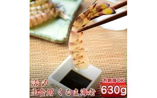 種子島 車えび ミニ ( 生食用 冷凍 化粧箱入り ) 210g ×3パック NFN364[500pt]